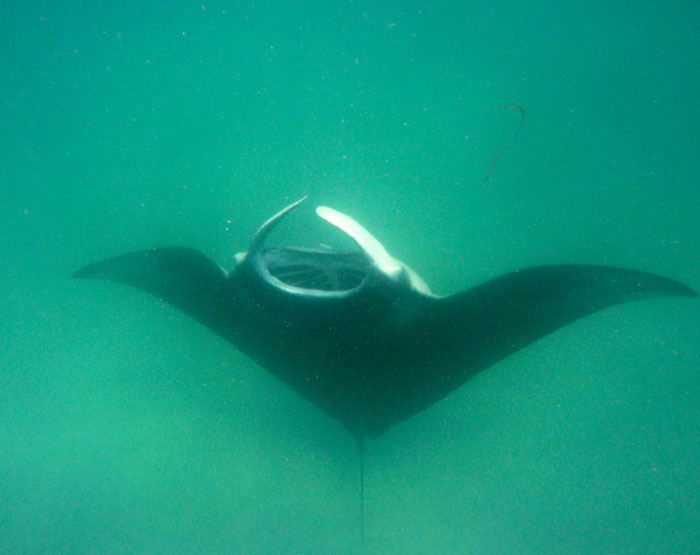 zwemmen-manta-ray-australie