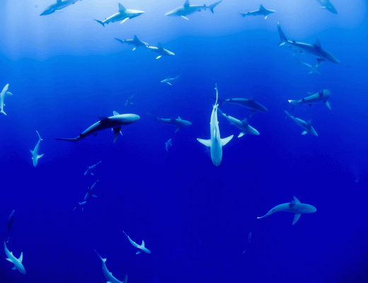 Zwemmen met haaien in het wild