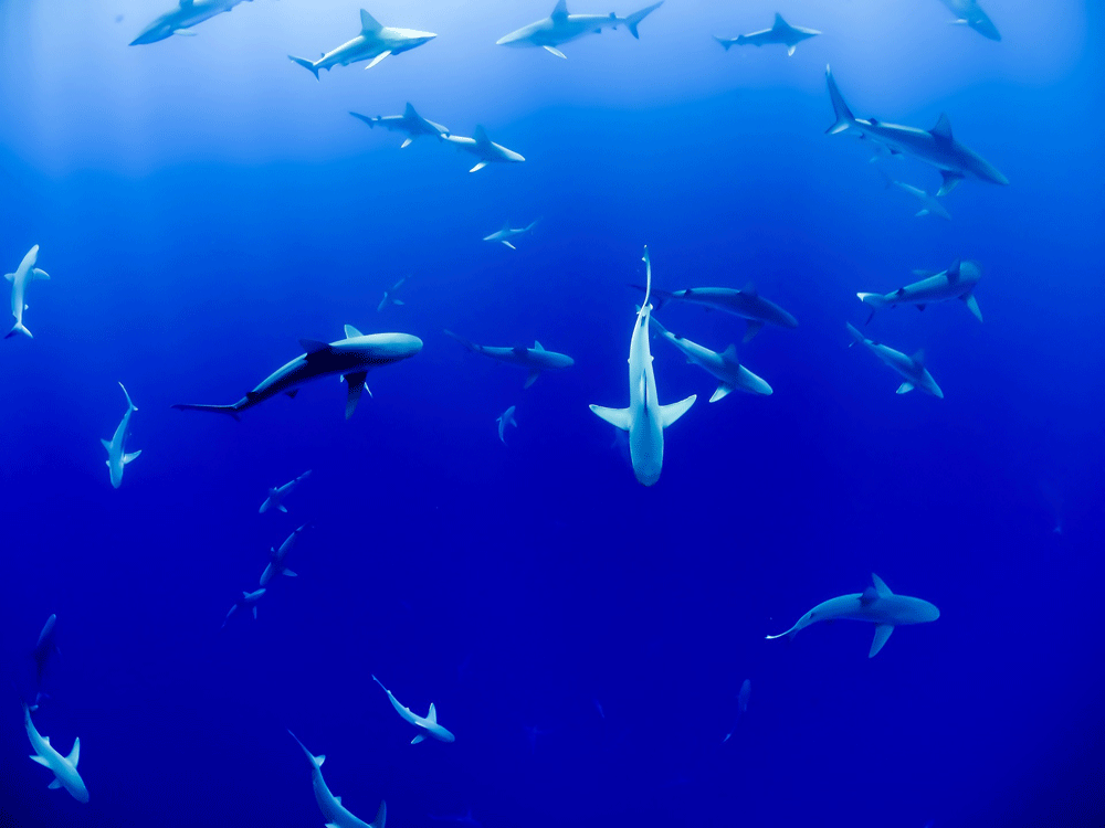 Zwemmen met haaien in het wild