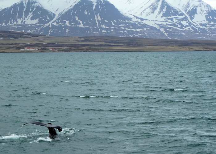 IJsland-Akureyri-orkas