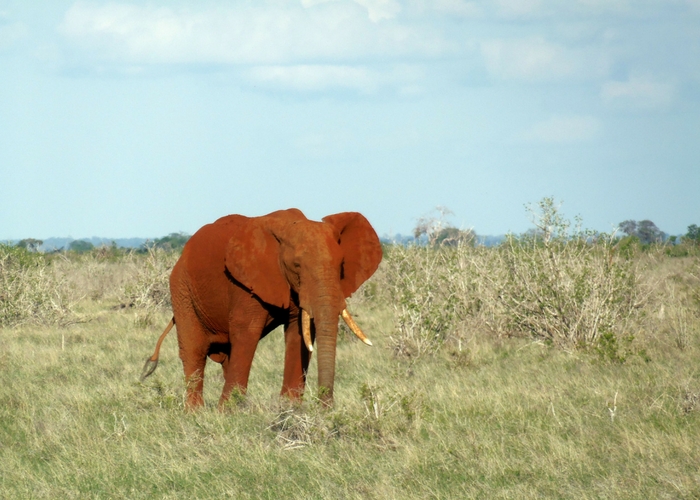 Rode olifant tsavo east