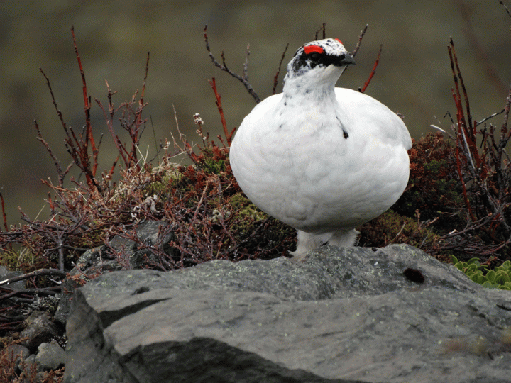 Vogels Skaftafell National Park