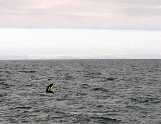 Ijsland-orka
