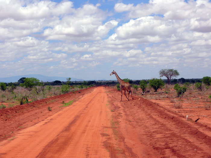 Kenia-wildlife-Tsavo