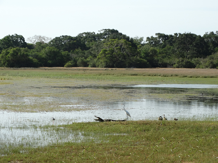 Wilpattu Nationaal park Sri Lanka