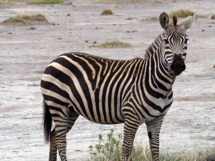Zebra in Amboseli nationaal park Kenia