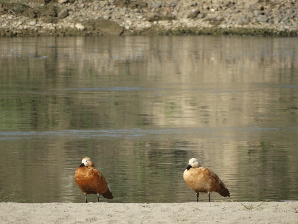 Vogels Chitwan National Park Nepal