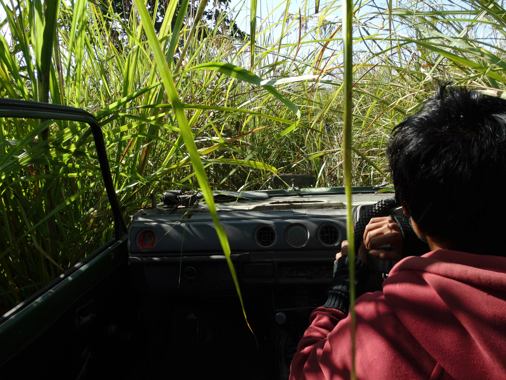 Jeepsafari Chitwan National Park Nepal