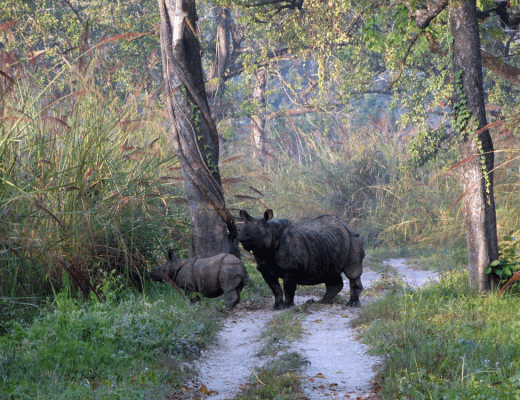 Neushoorn met jong Chitwan National Park Nepal