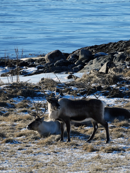 Rendieren Tromso Noorwegen