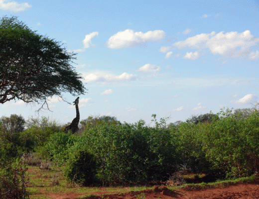 Op safari in Kenia, giraffe eet de bladeren van de boom