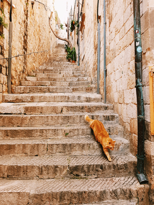 Kat op de trap Dubrovnik Kroatië