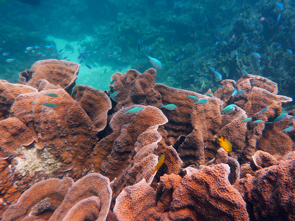 Coral Bay, Ningaloo Reef, West Australië