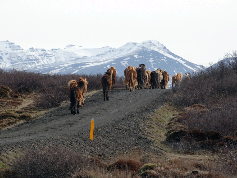 IJslandse paarden op de weg bij Hítarneskot West IJsland