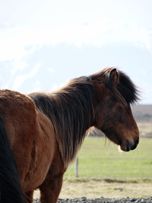 IJslandse paarden in West IJsland