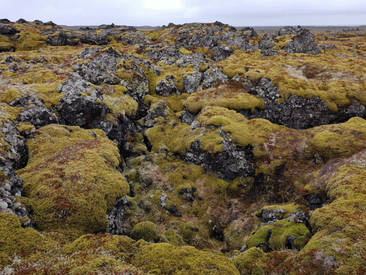 Lavavelden Öndverðarnes regio Snaefellsjökul National Park IJsland