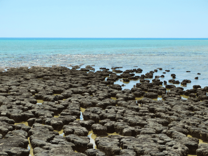 Stromatolieten Hamelin Pool West Australië