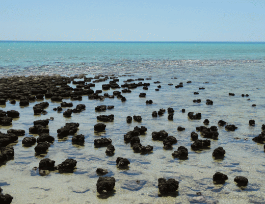 Stromatolieten Hamelin Pool West Australië