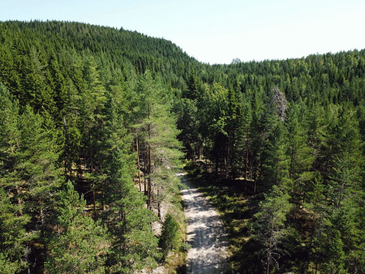 Roadtrip door de Zweedse bossen