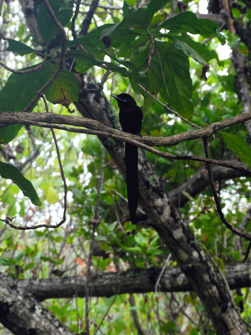 De black paradise flycatcher vogel La Digue Seychellen