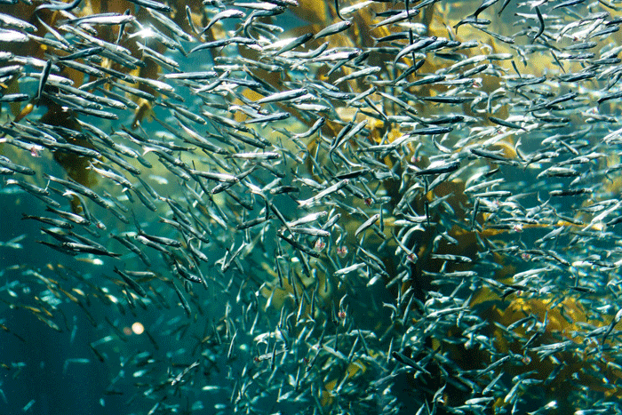 Bucketlist sardine run Zuid Afrika