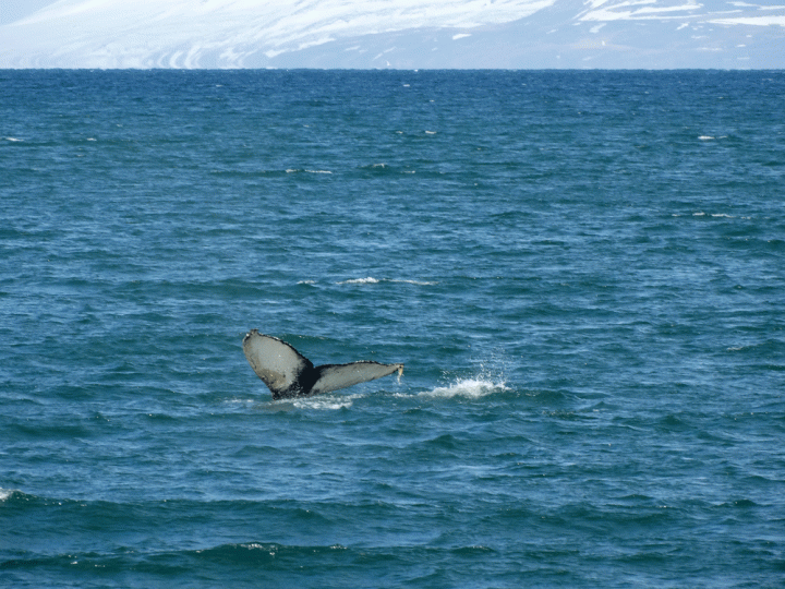 Walvissen spotten IJsland