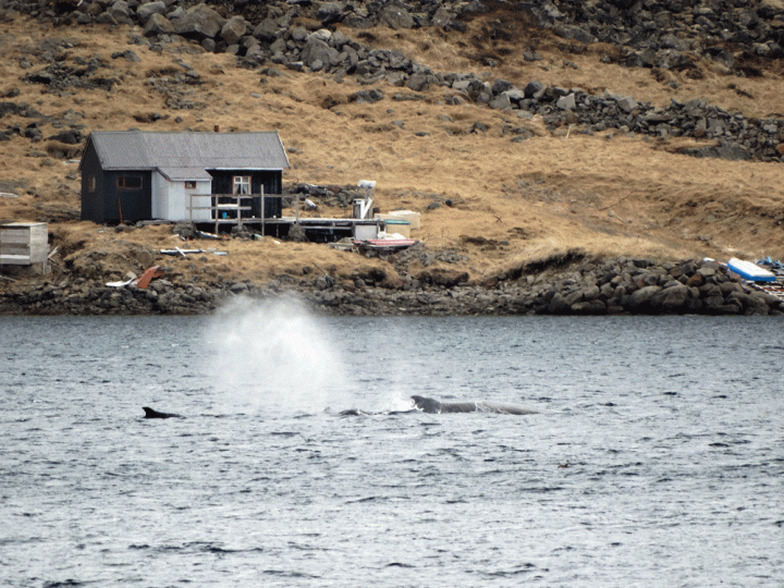 Walvissen in het fjord Westfjorden IJsland