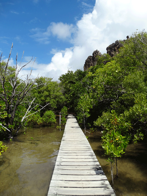 Mangrove bossen Curieuse eiland