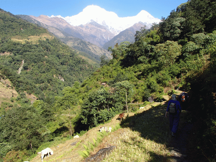 Trekking Annapurna regio rijstvelden akkers en jungle