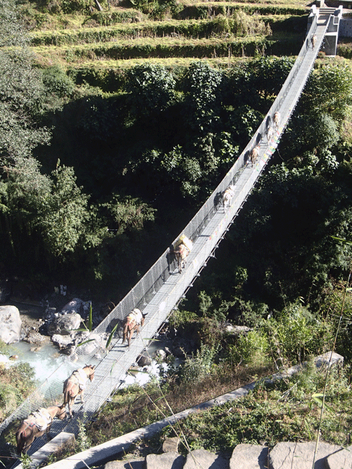 Ezels op hangbrug Annapurna regio Nepal