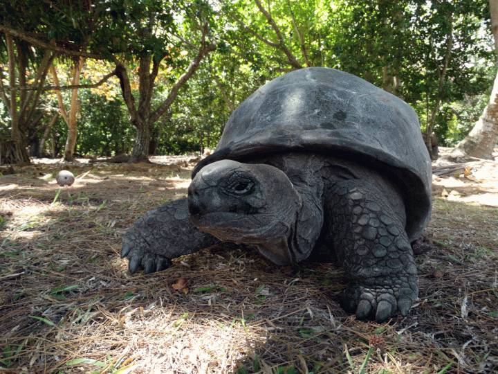Schildpadden Curieuse eiland Seychellen