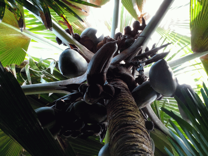 Coco de Mer Praslin Seychellen