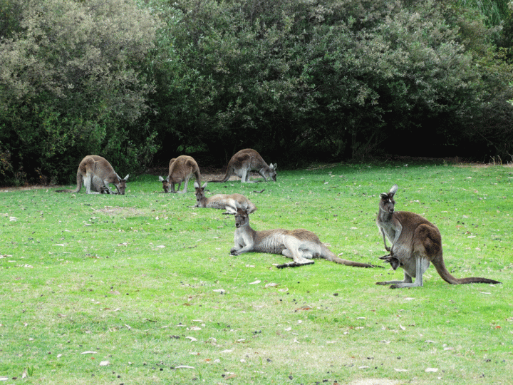 Grijze reuzen kangoeroe in Yachep National Park West-Australië