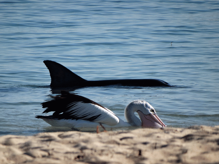 Dolfijnen en pelikanen in Shark Bay en Monkey Mia West-Australië