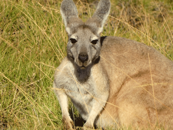 Kangoeroe Cape Range National Park West-Australië