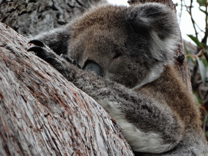 Koala's In Yanchep National Park West-AustraliË