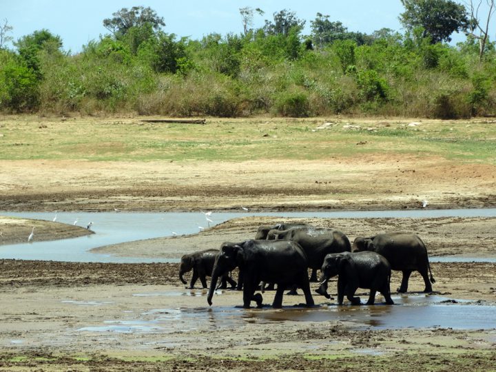 Olifanten Udawalawe National Park