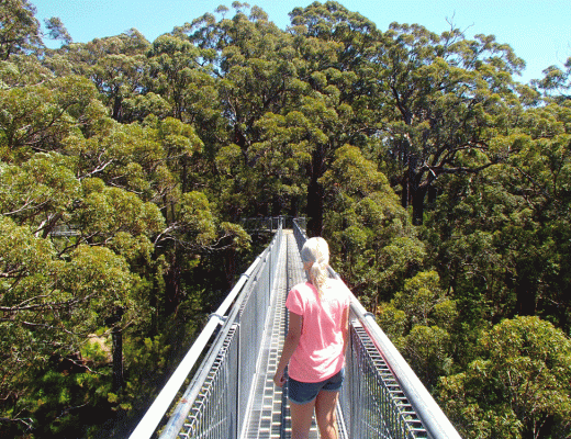 Tree Top Walk in Valley of the Giants in Walpole Nornalup National Park