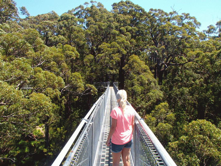 Tree Top Walk in Valley of the Giants in Walpole Nornalup National Park