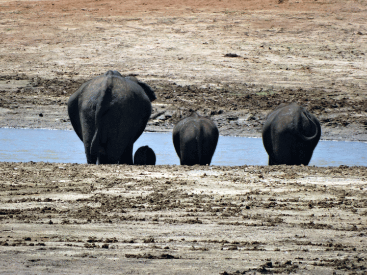Vier olifanten Udawalawe National Park Sri Lanka