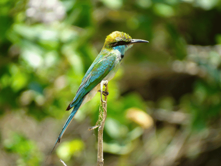 Vogels spotten safari Udawalawe National Park Sri Lanka