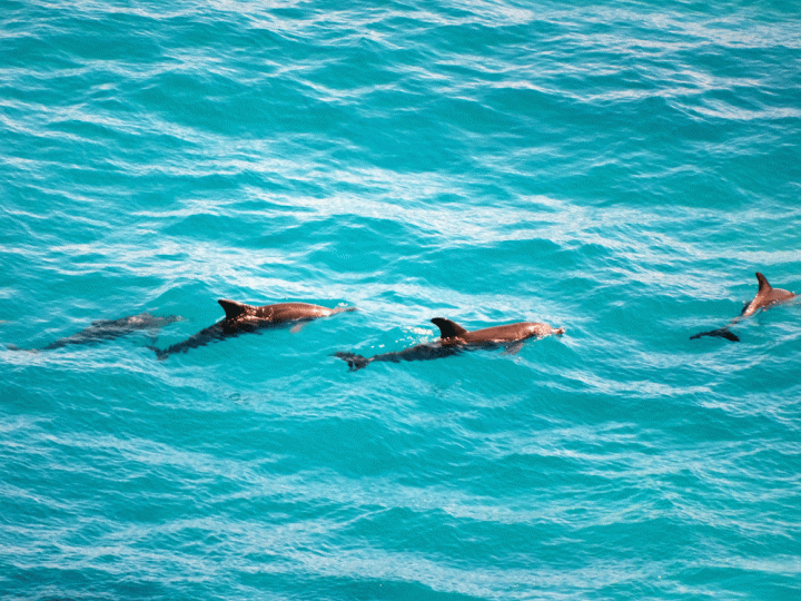 Dolfijnen West-Australië