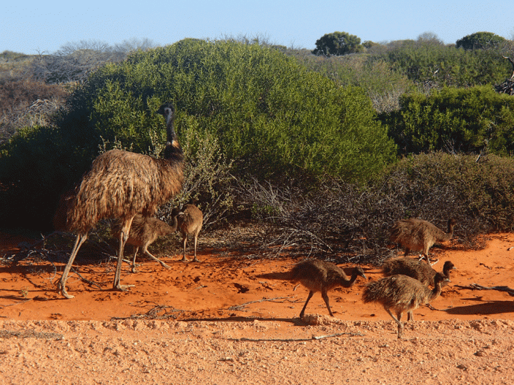 Emoe met jongen in West-Australië