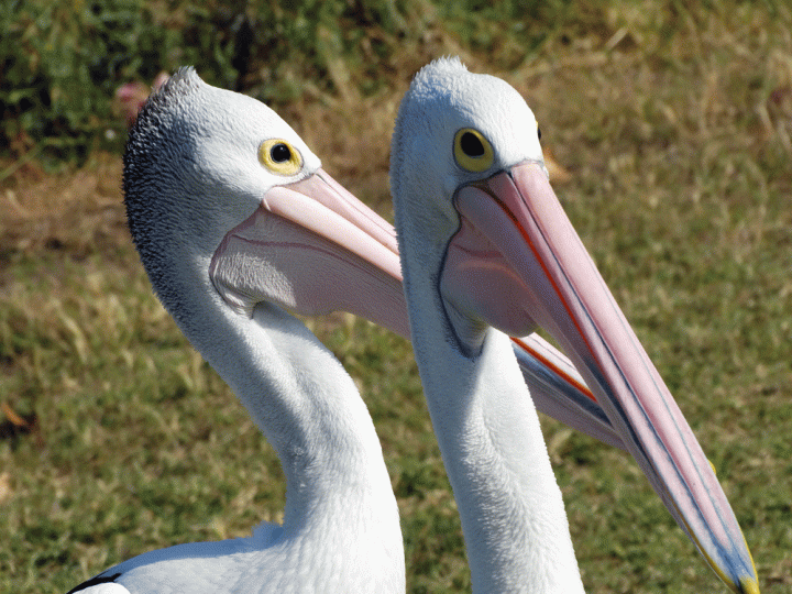 Pelikanen bij Kalbarri