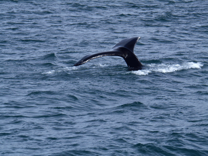 Walvissen spotten Noord-IJsland