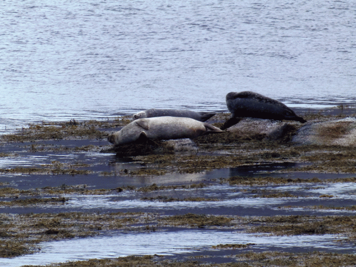 Zeehonden Noord-IJsland