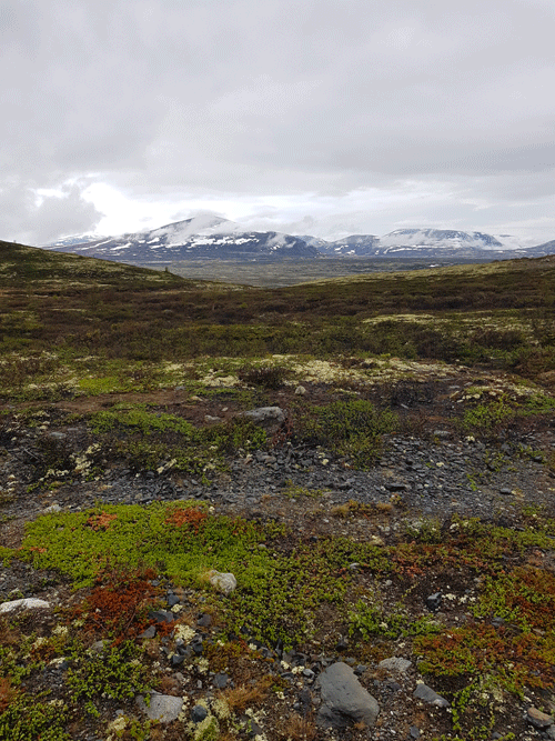 Dovrefjell Sunndalsfjella National Park Noorwegen