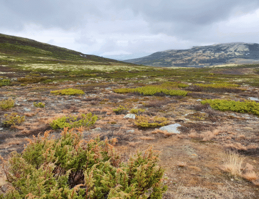 Wandelen Dovrefjell Sunndalsfjella National Park