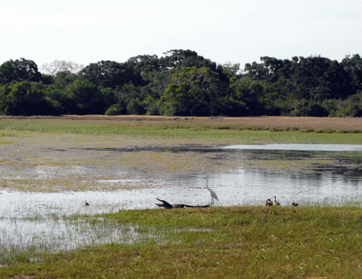 Wilpattu National Park Sri Lanka