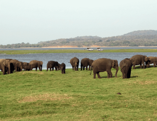 Olifanten Minneriya National Park Sri Lanka